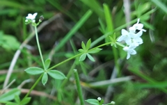 Galium uliginosum