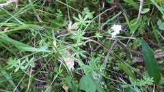 Galium uliginosum