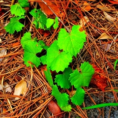 Vitis rotundifolia