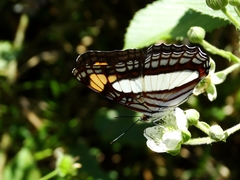 Adelpha basiloides