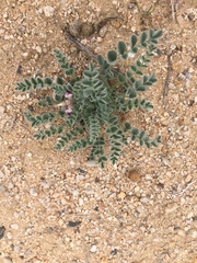 Astragalus layneae