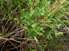 Gonocarpus elatus