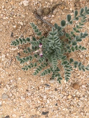 Astragalus layneae