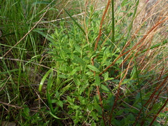 Gonocarpus elatus