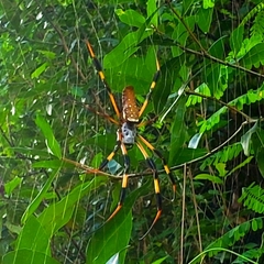 Trichonephila clavipes