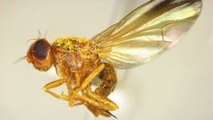 Temnosira subarcuata