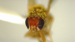 Temnosira subarcuata