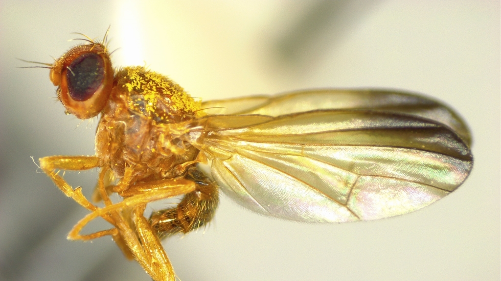 Temnosira subarcuata