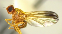 Temnosira subarcuata