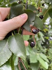 Prunus