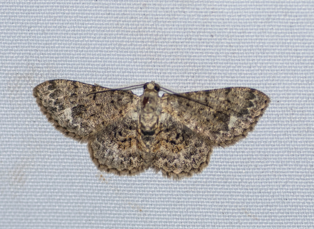 Myrioblephara idaeoides