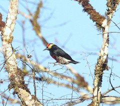 Melanerpes cruentatus
