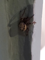 Larinioides cornutus