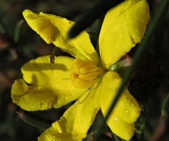 Hibbertia exasperata