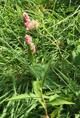 Persicaria maculosa