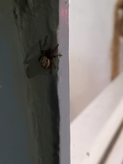 Larinioides cornutus