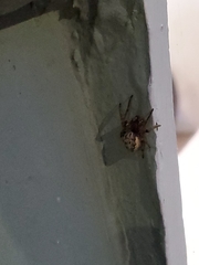 Larinioides cornutus