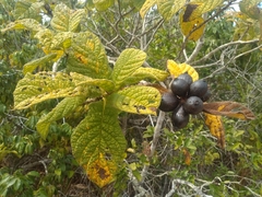 Tocoyena bullata