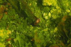 Laccophilus proximus