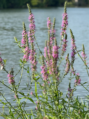 Lythrum salicaria