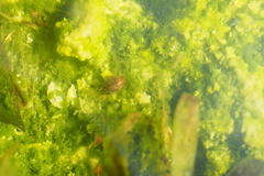 Laccophilus proximus