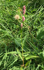 Persicaria maculosa
