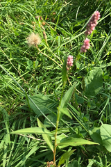 Persicaria maculosa