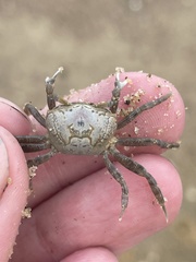 Leptuca pugilator