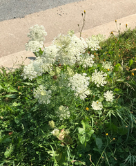 Daucus carota