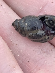Ilyanassa obsoleta