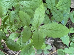 Agrimonia rostellata