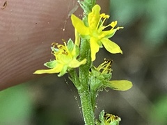 Agrimonia rostellata