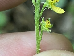 Agrimonia rostellata