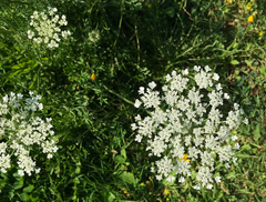 Daucus carota