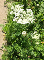 Daucus carota