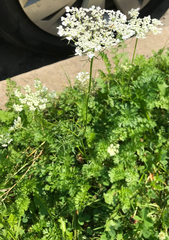 Daucus carota
