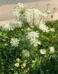 Daucus carota