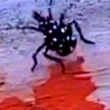 Lycorma