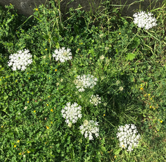 Daucus carota