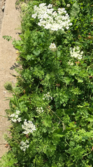 Daucus carota