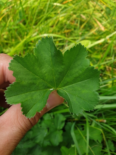 Image of Alchemilla subcrenata by (c) Étienne Léveillé-Bourret, some rights reserved (CC BY)