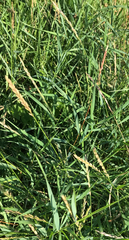 Elymus repens