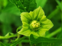 Jaltomata procumbens