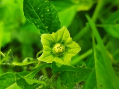 Jaltomata procumbens
