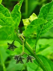 Jaltomata procumbens