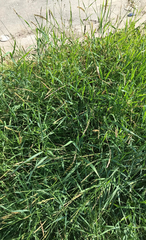 Elymus repens