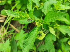 Jaltomata procumbens