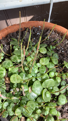 Peperomia prostrata