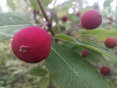 Ilex mucronata image