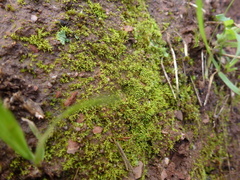 Riccia subbifurca